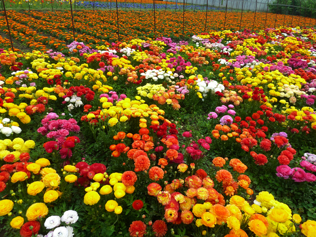 花毛茛：仙境，混色P1030188